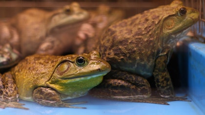 When police in Wisconsin went to check out a neighborhood noise complaint, they found a group of frogs “getting down” and making mating calls at full throat.